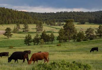 Cows grazing in Montana