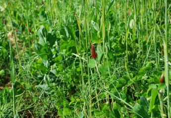 cover_crop_mix