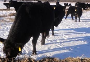 Cows Snow Winter Feeding 2