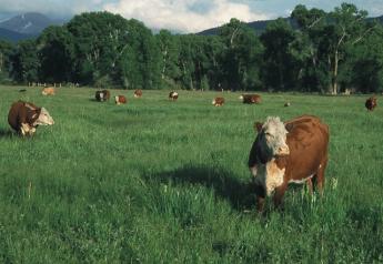 Colorado Cattle   USDA NRCS