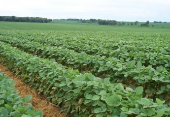 Soybeans 7 8 11