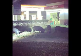 Wild Pigs Take to the Streets of Tampa