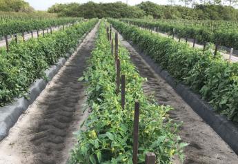 West Coast Tomato Shippers LLC has had “an unbelievable market for the last 3.5 months,” president Bob Spencer said in mid-February. The company started its tomato harvest in October and will continue through June 5.