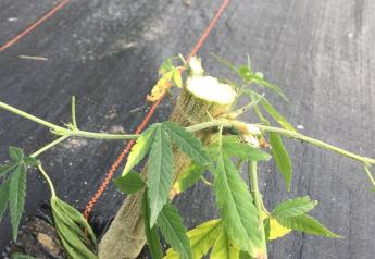 Sheared-off stems are all that remain of a 50 plant hemp crop that was stolen from a Vermont farm.