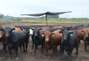 Cattle prices steady