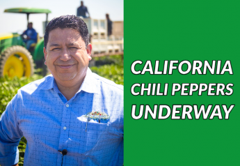 Gabriel Andrade, sales manager for Progressive Produce, says the company is beginning harvest of California chili peppers.