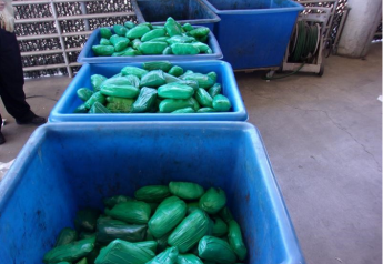 Officials seize drugs in produce shipments at California port 