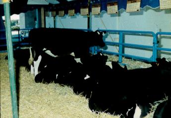 WDE Moment in History: The 10 Cloned Calves