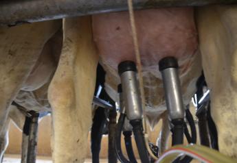 Can We Train Cows to Protect Themselves from Mastitis?