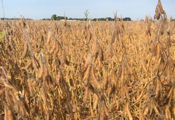 Indiana soybeans.