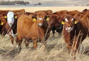 Premium Red Baldy females are hitting the market this year.