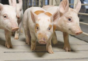Pig Welfare Symposium Registration is Open