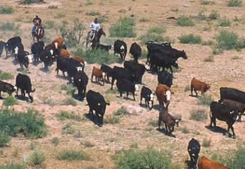 Cattle   New Mexico   USDA