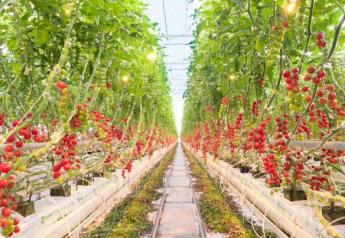  Cherry tomatoes growing at Pure Flavor's Fort Valley, Ga., greenhouse.