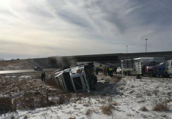 Semi Accident Scatters Pigs Across Interstate 35 in Iowa