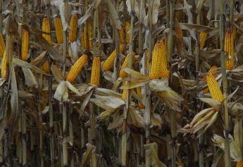 Crop Watch: Home Run for Indiana Corn but Huge Letdown for Illinois Soy -Braun