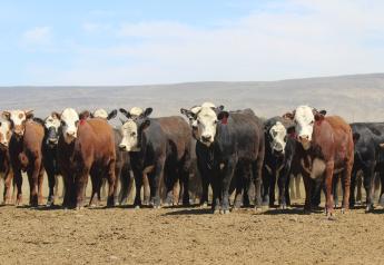U.S. cattle numbers have plateaued