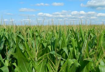 Corn Sky Field