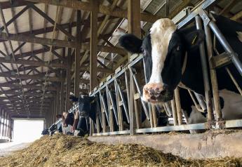 Maximizing Feed Intake: Key for Transition Cow Success