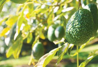 Although U.S. avocado volume from Mexico had dropped to about 25 million pounds per week at times during the summer, Bob Lucy, partner at Del Rey Avocado Co. Inc., says movement may increase to nearly 40 million pounds by the end of September.