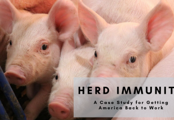 Herd Immunity in Pigs: A Case Study for Getting America Back to Work