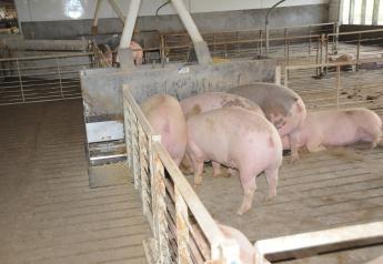 Kansas State Updates Swine Nutrition Guide