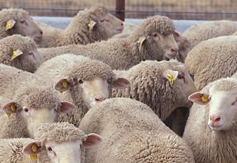 Wyoming Lawmakers Move to Block Cuts to Sheep Grazing