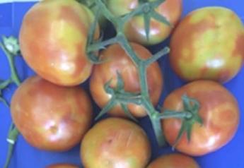  Tomatoes infected by the tomato brown rugose fruit virus show uneven coloring.