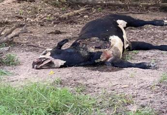 One of the animals killed had a front leg dismembered.