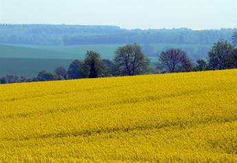 French Rapeseed Crop May Fall to 3-Year Low on Bugs, Wet Weather