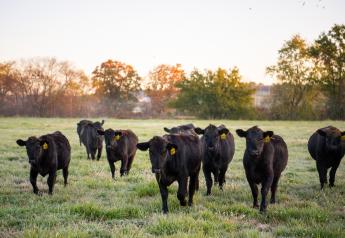 Through the Igenity Beef genomic platform, Neogen will identify groups of cattle that qualify for Top Dollar Angus.