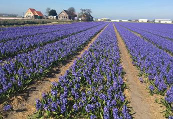 The Netherlands is the most-expensive country to buy farmland in Europe.