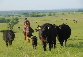 Farm Bureau Report Examines Cattle Market Issues