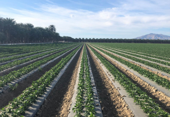 Live Oak expands bell pepper season with new acreage