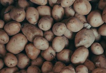 Maine potato acreage, production up this season