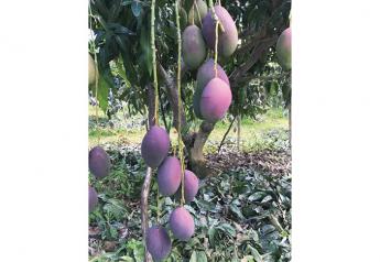CarbAmericas Inc. received its shipment of first tommy atkins mangoes of the
season from Brazil in late August says president Jeff Friedman.