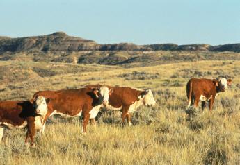 Cows grazing western range
