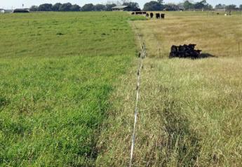 Stockpiled grazing can reduce winter feeding costs
