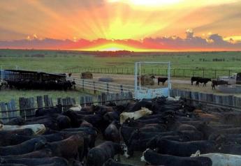 USDA's mid-year cattle inventory shows little change