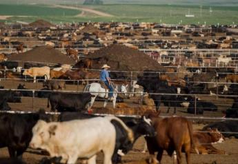 Cattle on Feed report neutral