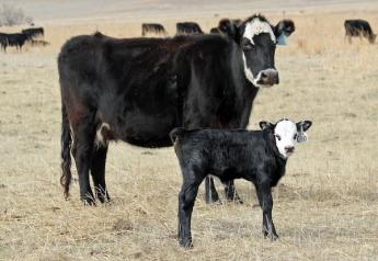Maintain body condition after calving