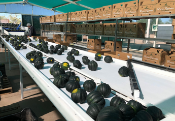Rico Farms in Guaymas, Mexico, is shipping organic hard squash. The operation, the third Rico Farms production area in Mexico, sells exclusively through Bridges Produce, Portland, Ore.
