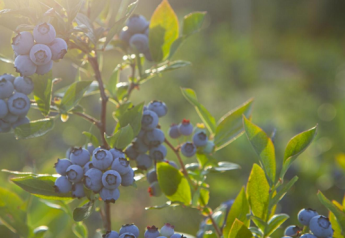 Superfresh blueberries