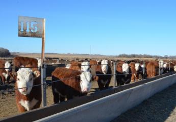 Legislation would attempt to improve cattle markets