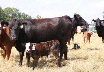 BT_Arkansas_Cattle_Cow_Calf