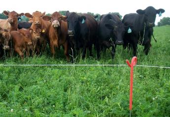 BT_Cattle_Electric_Fence
