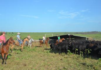 BT_Cattle_Horseback_Cowboys