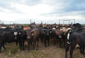 Get a behind the scenes view of shipping cattle from the Youngmeyer pens in the southern Flint Hills of Kansas (Note: scroll down below for video).