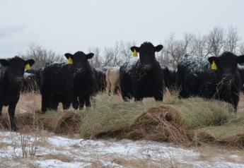 BT_Cattle_Winter_Feeding