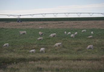 BT_Charloais_Cows_Calves_Nebraska_Irrigation